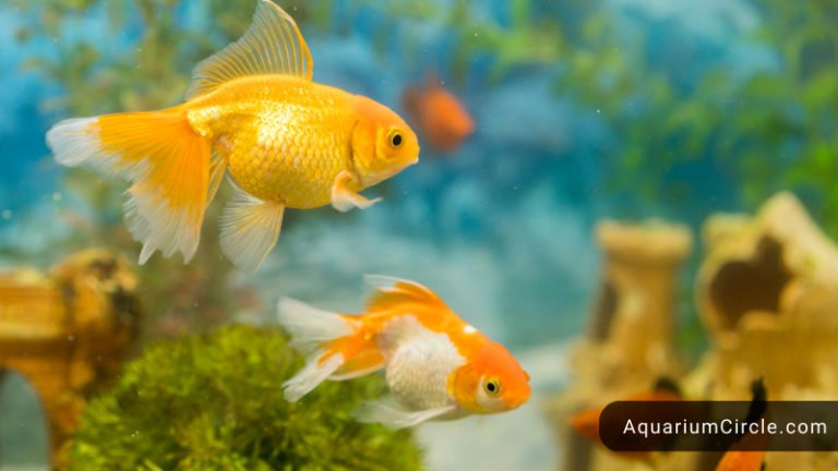 fantail goldfish
