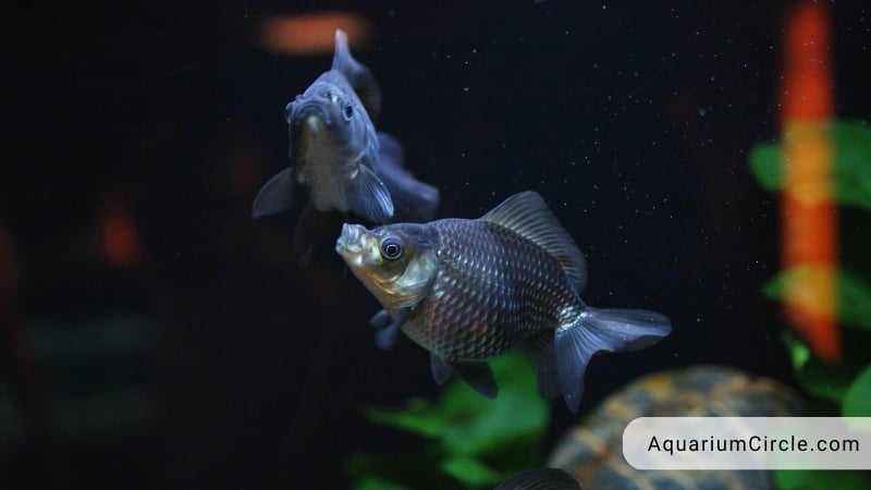 View of Fantail Goldfish: Care Guide, Lifespan, Tank Mates In Aquarium And More
