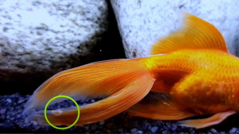 goldfish fin rot