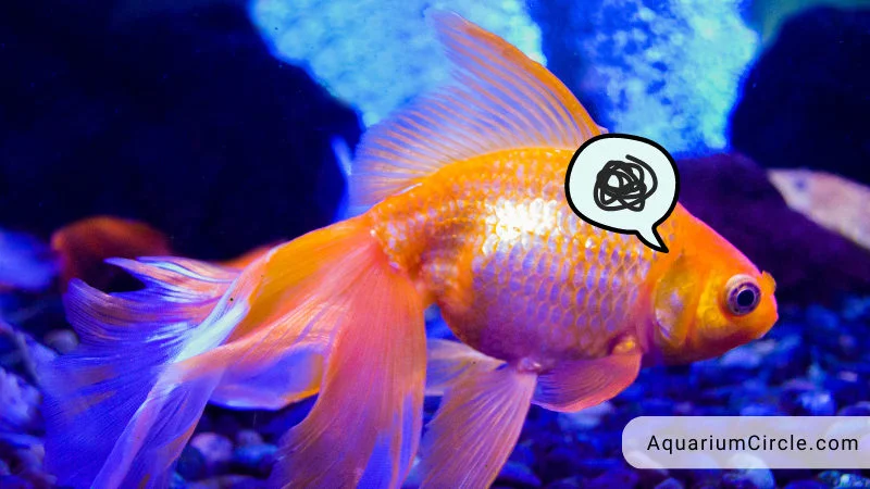 goldfish get stress