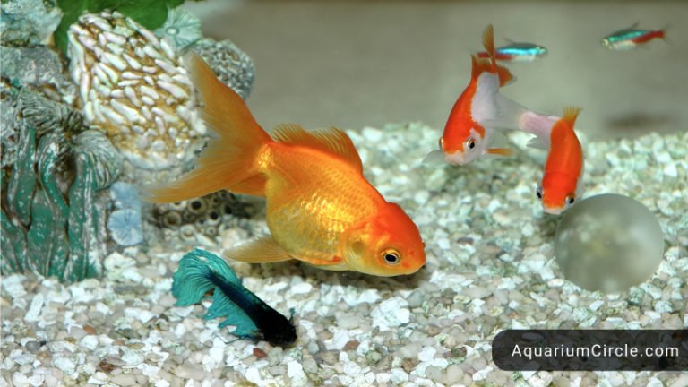 goldfish laying on bottom of tank