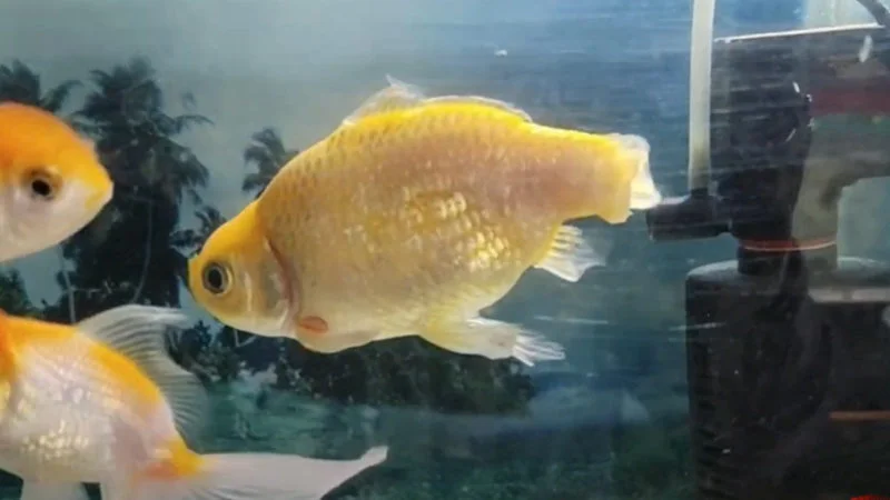 goldfish lost tail
