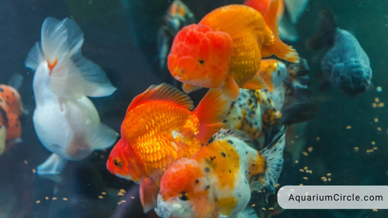 goldfish poor diet