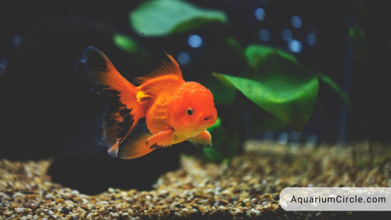 goldfish with big head