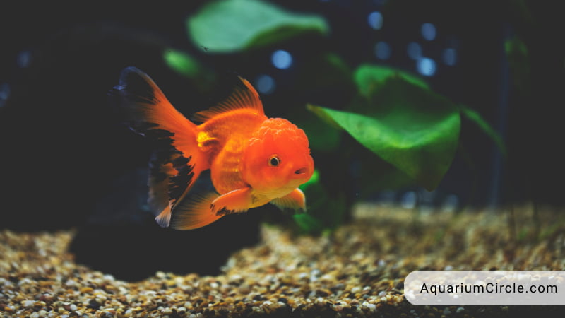 goldfish with big head