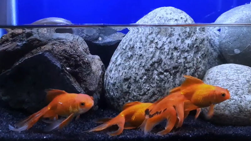 how to treat fin rot in goldfish