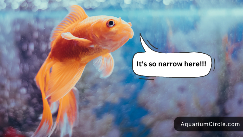 ideal goldfish tank size