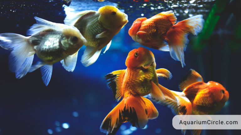 Picture of Goldfish With Big Head - Oranda Goldfish Care Guide