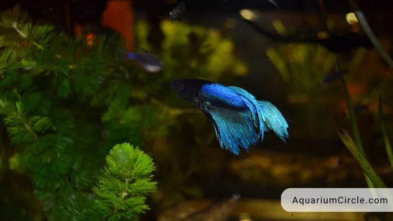 what is the minimum tank size for betta fish