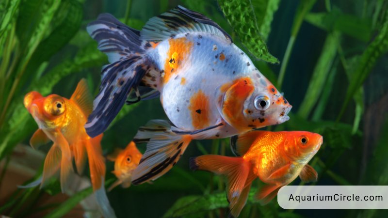 why is my goldfish turning black