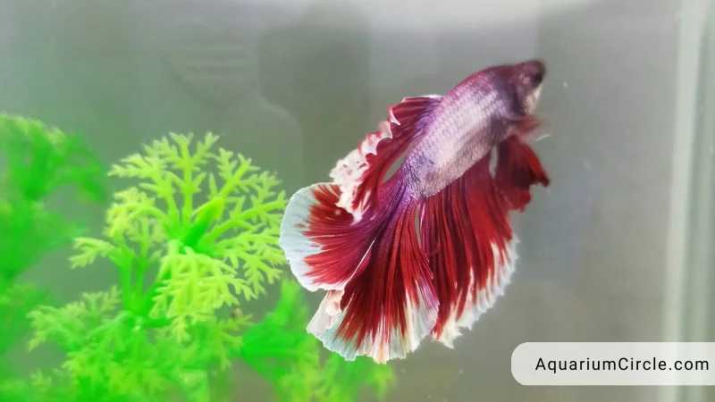 benefits of betta toy