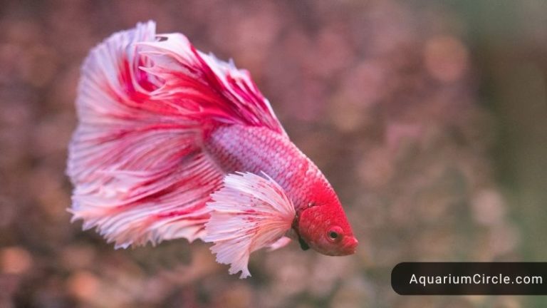 betta fish