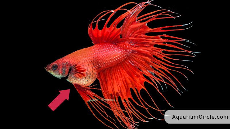 betta fish bloated