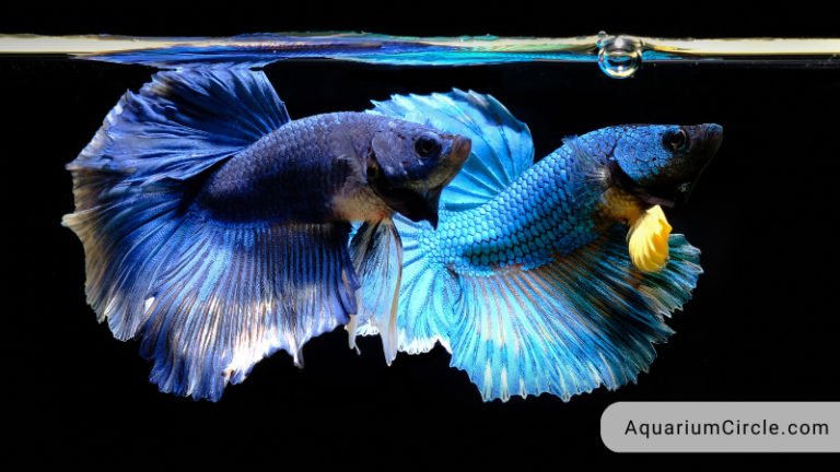 betta fish breeding
