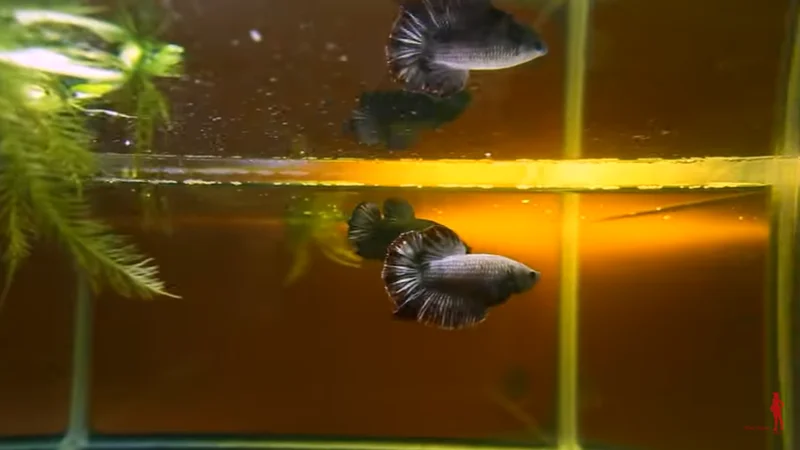 flaring betta fish