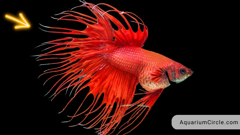 betta fish flaring at you
