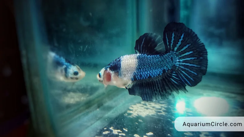betta fish flaring