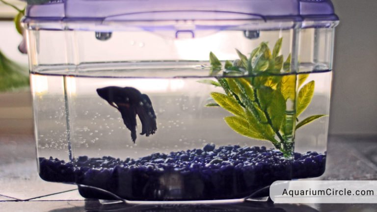 betta fish tank setup