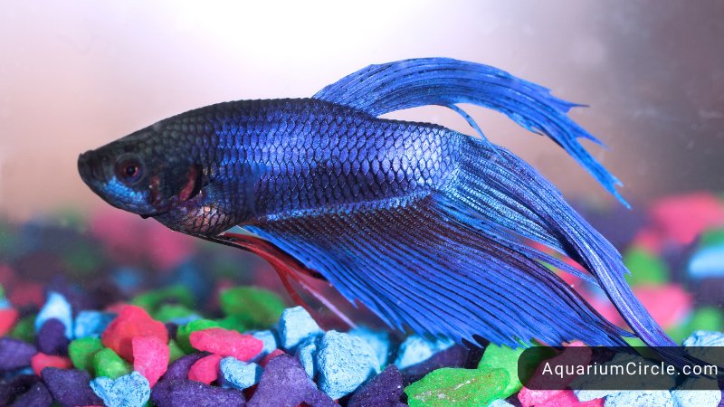 betta fish types by color