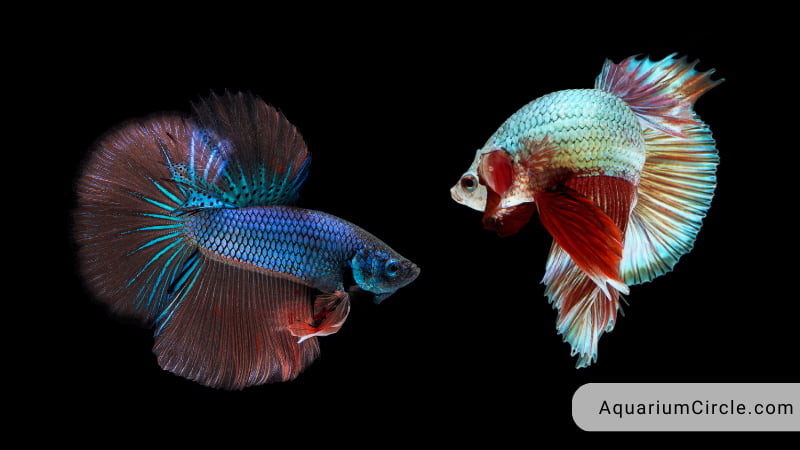 can female betta fish live together