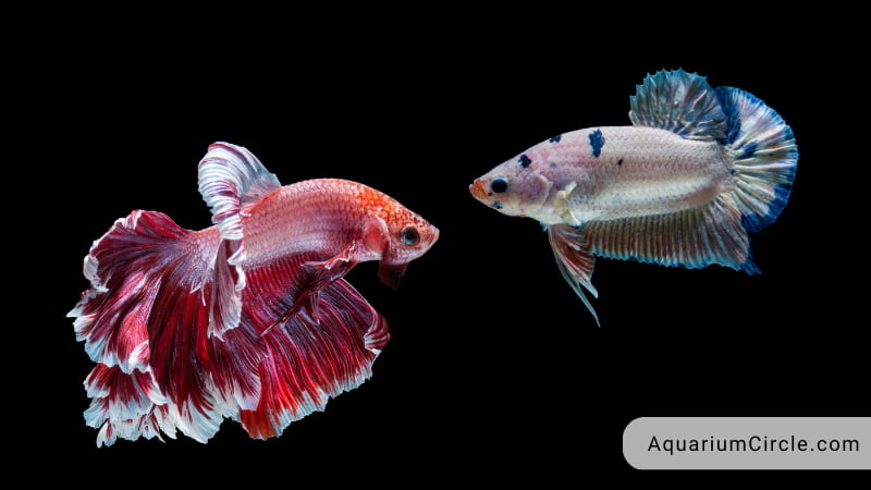 can male and female betta fish live together