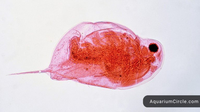 daphnia for betta
