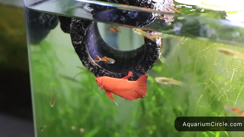 floating betta log