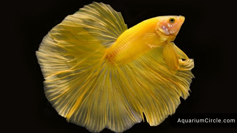 halfmoon betta fish