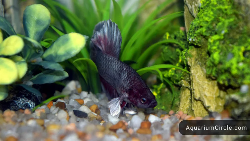 how to prevent dropsy in bettas