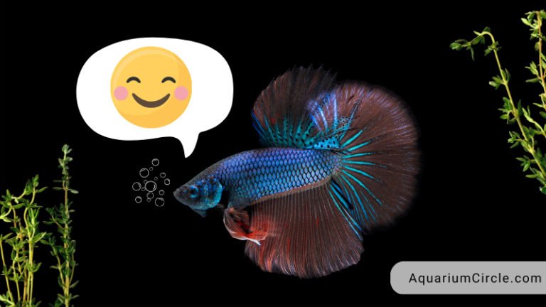 how to tell if your betta fish is happy