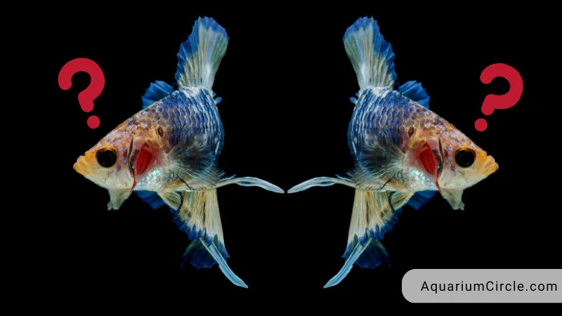 is betta fish dropsy a disease