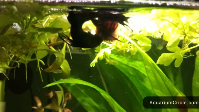 swim bladder disease betta