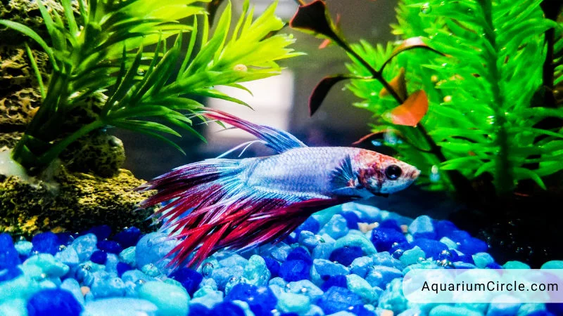 what are symptoms of dropsy betta
