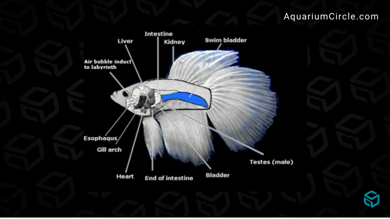 what is swim bladder disease betta