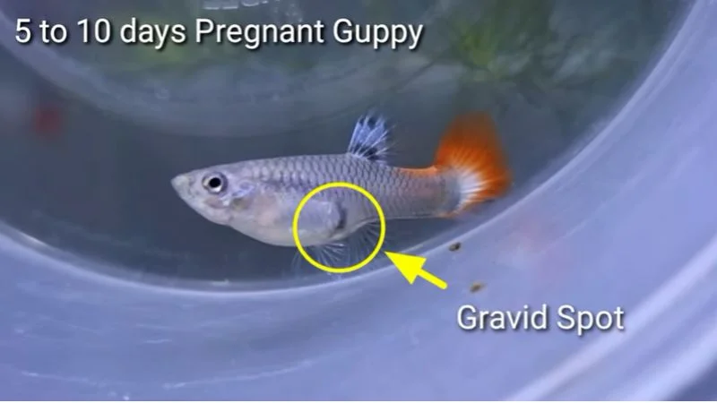 Pregnant guppy