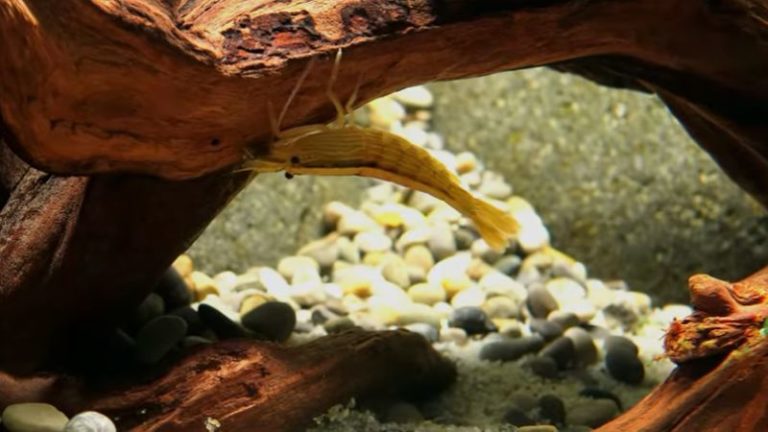 a bamboo shrimp