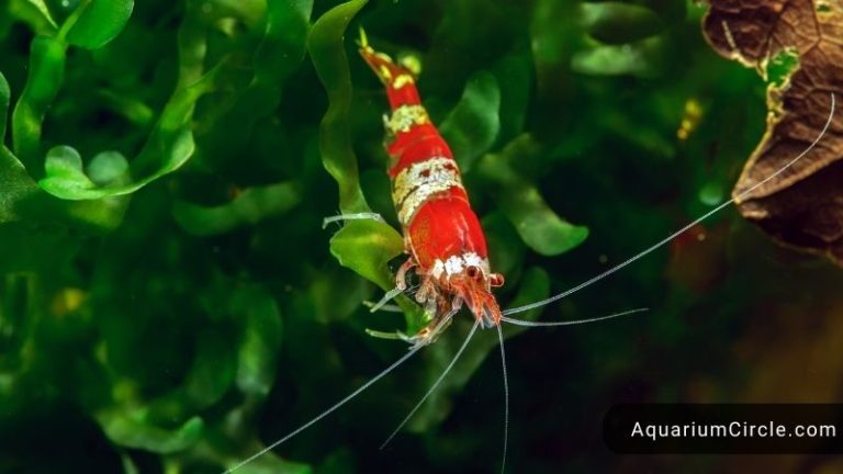 a crystal red shrimp