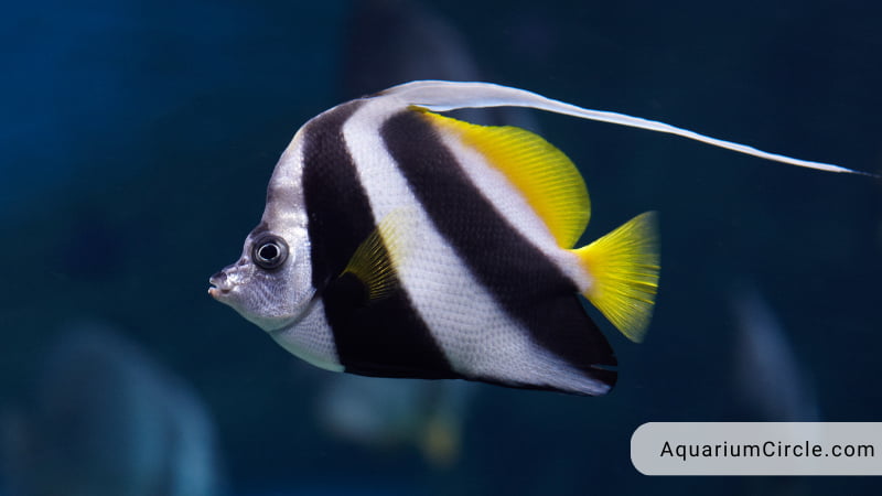 angelfish types