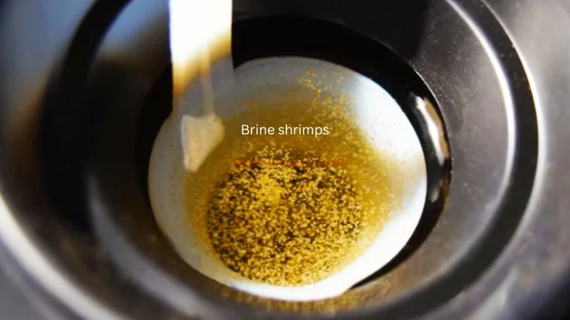 brine shrimps