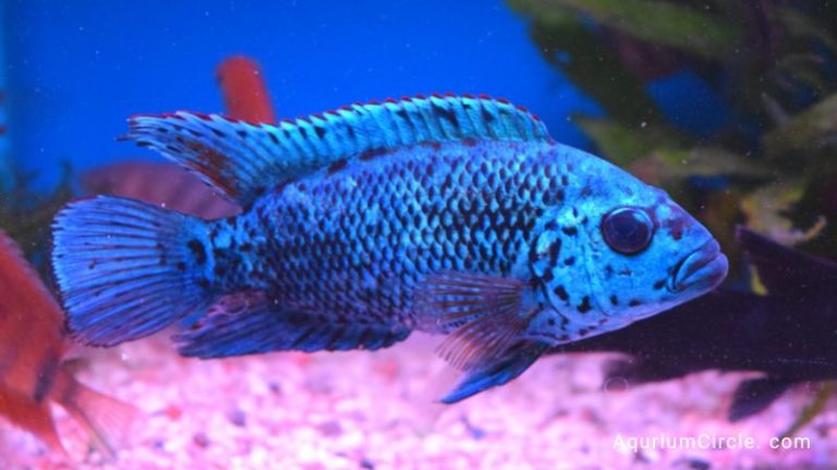 electric blue jack dempsey fish
