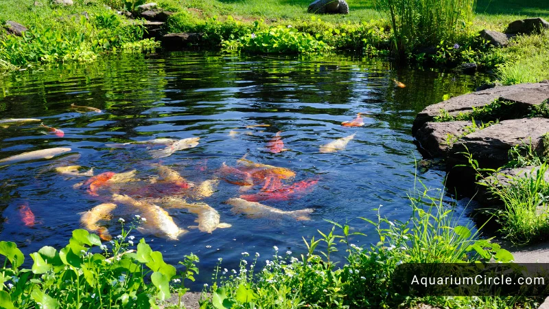 factors affecting koi fish growth rate