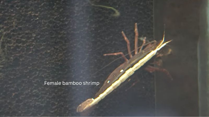 female bamboo shrimp
