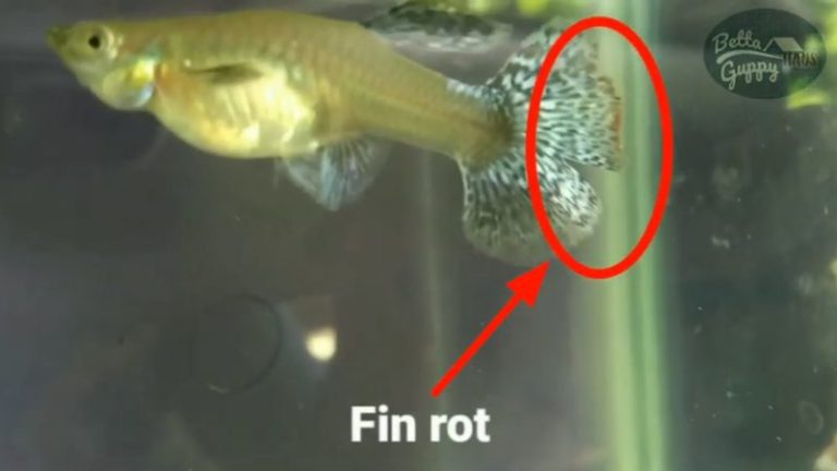guppy fin rot