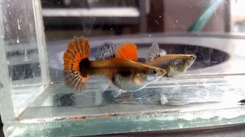 guppy fish cold water