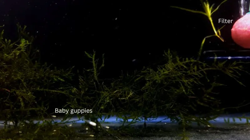 guppy fry tank