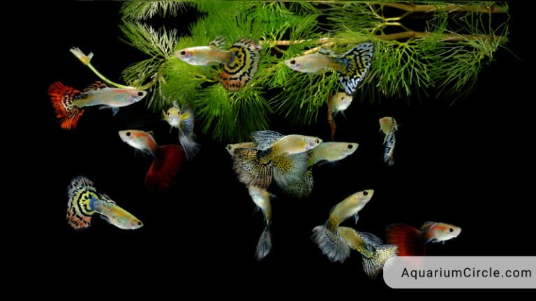 guppy tank mates