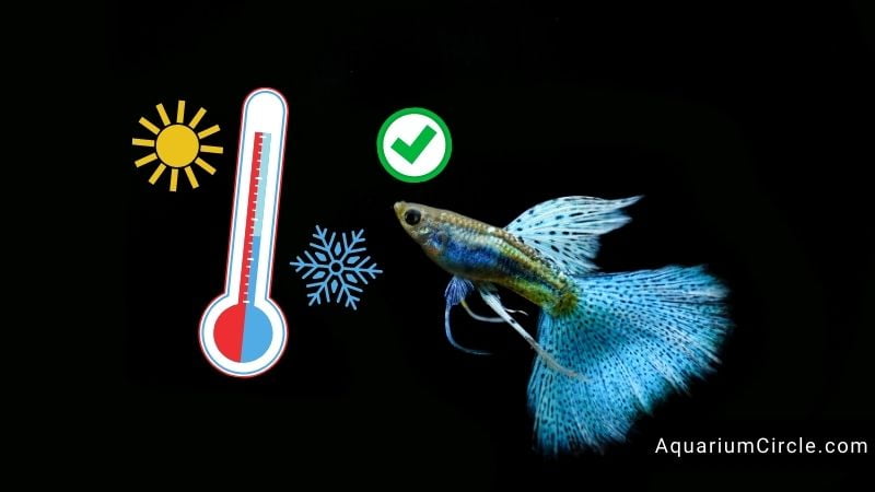 guppy temperature