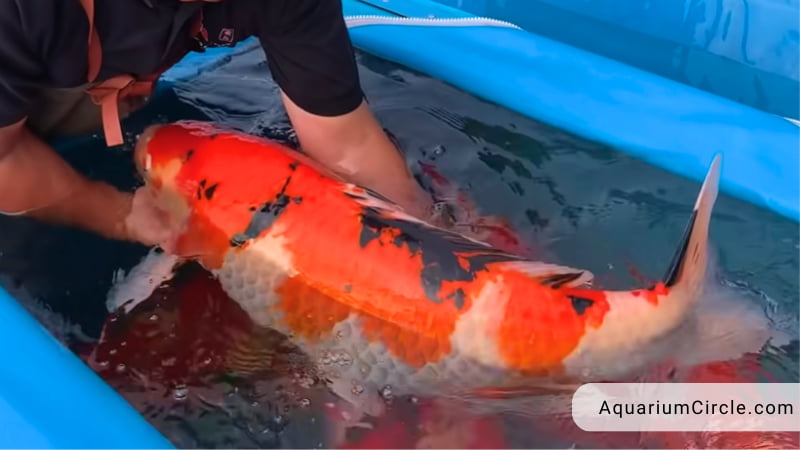 how big do koi fish get