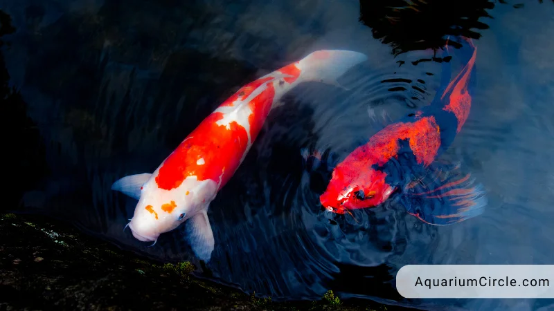 how big do the most well-known koi fish varieties get