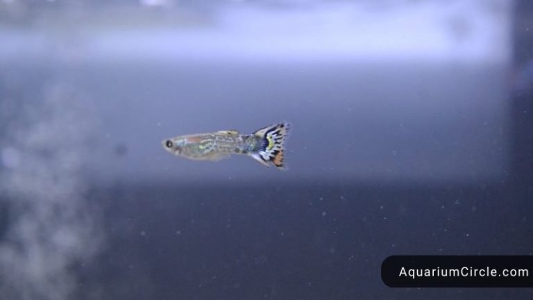 how many guppies in a 10 gallon tank